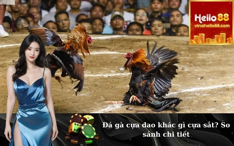 Đá gà cựa dao khác gì cựa sắt? So sánh chi tiết